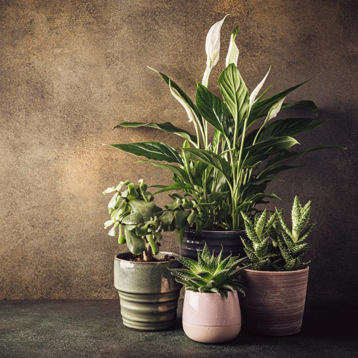 Collection of various succulent plants and peace lily in different pots. Houseplants against wall. Copy space.